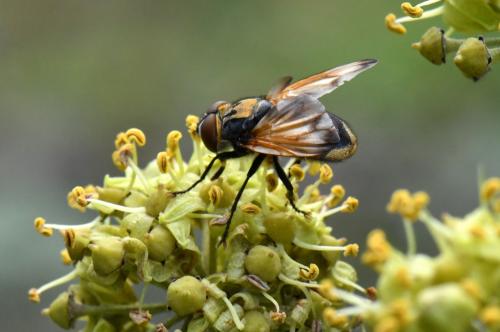 Réf. 242 450 : Phasia aurigera